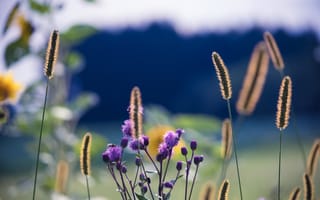 Картинка макро, цветы, стебель, растение