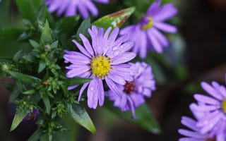 Картинка Капли, Фиолетовые цветы, Purple flowers, Drops
