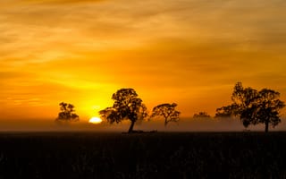 Картинка Mist, Sunrise, Penola, orange, silhouette, Fog