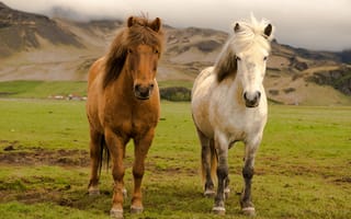 Картинка Iceland, Horses, Farm