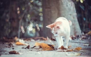 Картинка кошка, кот, котёнок, листья, осень, боке