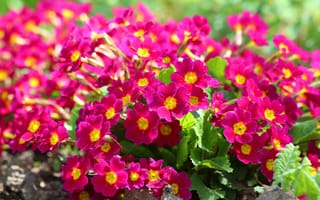 Картинка цветы, природа, цветение, дача, примула, весна, красота