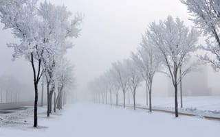 Картинка дорога, туман, природа, снег, аллея, деревья, зима