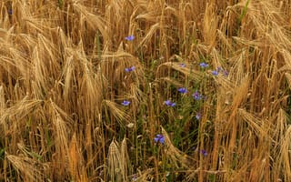 Картинка пшеница, ромашки, васильки, колосья, цветы