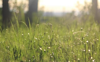 Картинка Природа, Трава, Grass, Nature