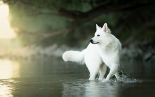 Картинка вода, собака, Белая швейцарская овчарка, боке