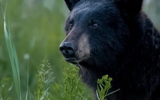 Картинка трава, Чёрный медведь, взгляд, морда, портрет, медведь, Барибал