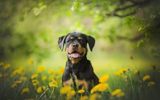 Картинка цветы, щенок, боке, собака, Ротвейлер, одуванчики