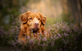 Картинка собака, вереск, взгляд, боке, морда, Новошотландский ретривер