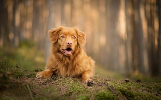 Картинка боке, Новошотландский ретривер, собака, лес