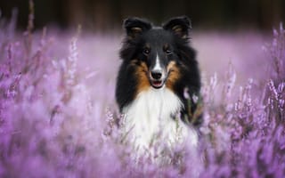 Картинка собака, Шетландская овчарка, Шелти, вереск, боке