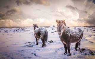 Картинка лошади, кони, поле, снег, зима, животные, Исландия, природа