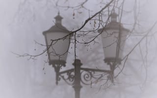 Картинка ветка, туман, капли, дерево, природа, макро, фонарь