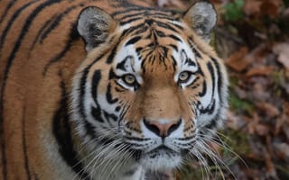 Картинка взгляд, глаза, морда, Амурский тигр