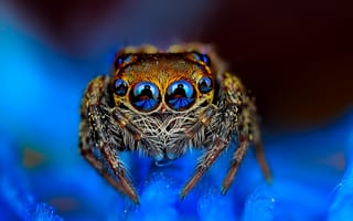 Картинка паук, глазастый, прыгун, голубой фон, джампер