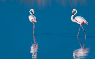Картинка вода, две, отражение, голубая, фламинго, птицы