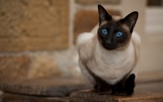 Картинка кошка, голубые глаза, Jack Russell, Тайская кошка, взгляд