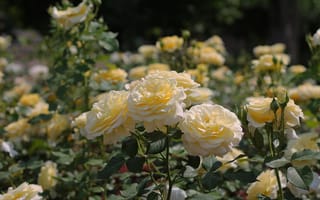 Картинка лето, солнце, розы, цветы, клумба