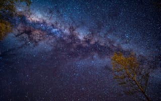 Картинка дерево, ночь, звёздное небо, небо