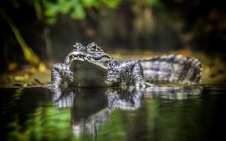 Картинка crocodile, reptile, australia, animal