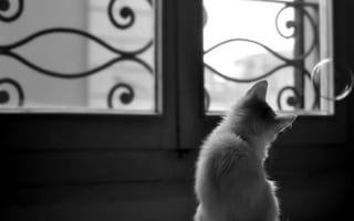 Картинка котенок, пузырь, окно, животное, любопытство, решетки