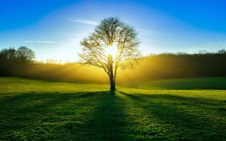 Картинка поле, солнце, свет, дерево, лес, лето