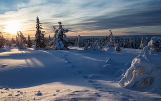 Картинка Norway, следы, зима, Норвегия, ели, снег