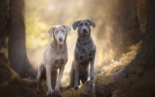 Картинка боке, две собаки, Silver Labradors