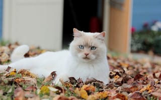 Картинка листья, кошка, осенние, взгляд, белая, опавшие
