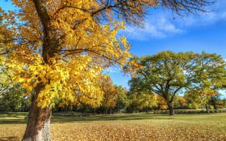 Картинка парк, осень, деревья, трава, небо, листья