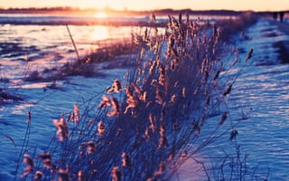 Картинка утро, трава, природа, снег