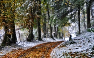 Картинка зима, природа, дорога