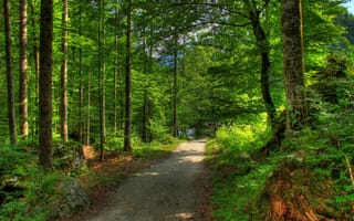 Картинка лес, природа, деревья, Германия, Бавария, дорога