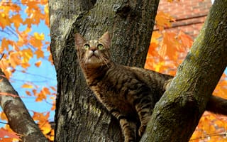 Картинка Autumn, Дерево, Осень, Fall, Кошка, Tree, Cat
