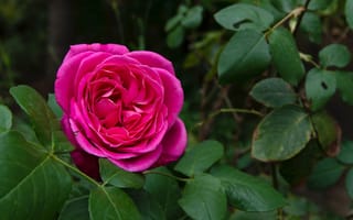 Обои Pink rose, Роза, Rose, Розовая роза