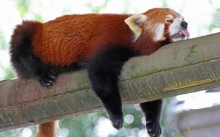 Картинка красная панда, спит, язык, сон, firefox, бревно, малая панда