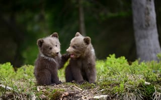 Картинка пара, медведи, медвежата