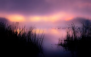 Картинка озеро, камыш, утро, туман, утки