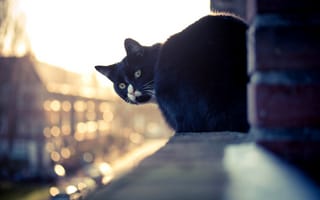 Картинка кошка, здание, кот, подоконник, окно, черный, белый, взгляд, дом