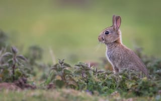 Картинка трава, профиль, кролик