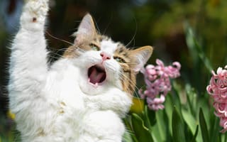 Картинка кот, агитатор, цветы, лапа, певец, соло, оратор