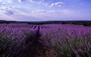 Картинка поле, небо, Испания, лаванда, цветы, Malacuera, деревья, облака