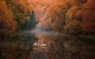 Картинка отражение, река, осень, лебеди