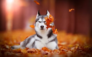 Картинка боке, собака, осень, листья, Сибирский Хаски