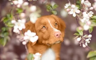 Картинка собака, взгляд, весна, ветки, Новошотландский ретривер, цветение, морда