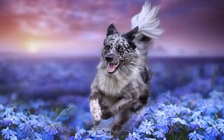 Картинка цветы, поле, пёс, собака, природа, бег