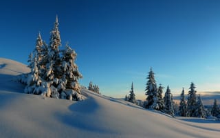 Картинка деревья, небо, горизонт, ель, зима, закат, мороз, снег, холмы
