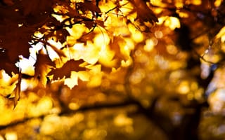 Картинка листья, осень, боке, ветки