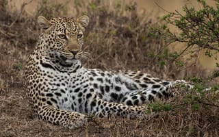 Картинка отдых, дикая кошка, Масаи-Мара, леопард, Кения