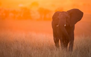 Картинка закат, Масаи-Мара, слон, Кения